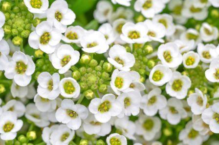 Sweet Alyssum, Lobularia maritima (white)